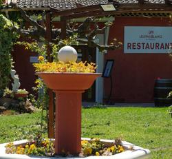 Les Pins Blancs De Provence
