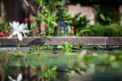 Sheraton Hua Hin Pranburi Villas