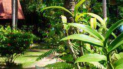 Morning Star Resort