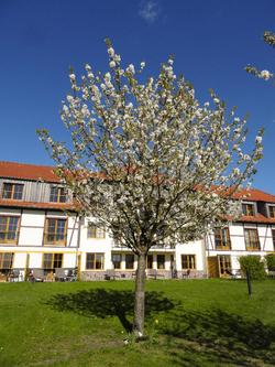 Robinson Fleesensee