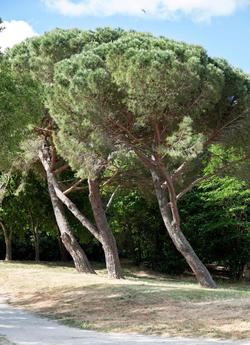 Soko Hotels - Pont du Gard