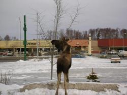 Aspen Soldotna