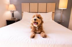 Sonesta Simply Suites Salt Lake City Airport