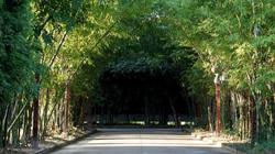 Bamboori Boutique Resort Chiang Mai