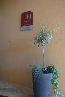 Hotel Albizzia