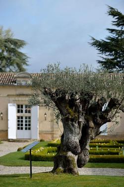 Château Fombrauge - Bernard Magrez Luxury Wine Ex