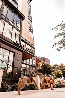 Marriott Dallas Uptown