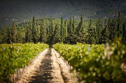 Domaine De Fontenille