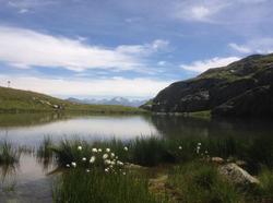 Adonis Saint Colomban By Olydea