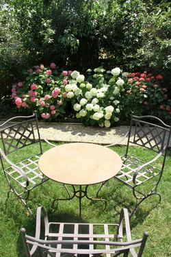 Ombre Rose