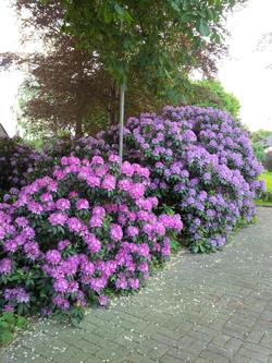 Buntes Moor