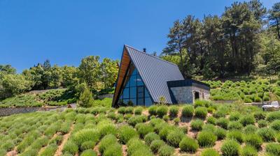 Eva Lavanda Kazdağları