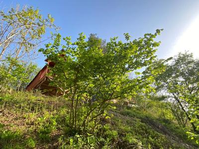 Sapanca Villa Aşiyan