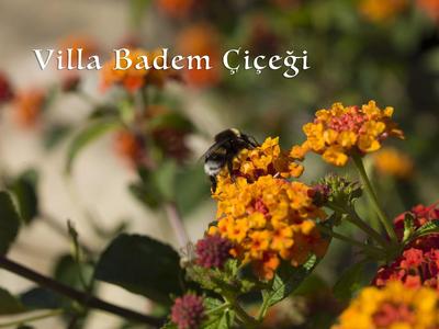 Villa Badem Çiçeği