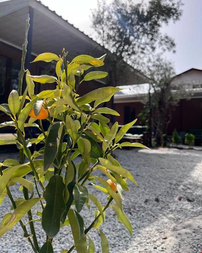 Kozalak Tatil Evleri