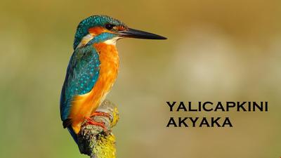 Yalicapkini Boutique Hotel Akyaka