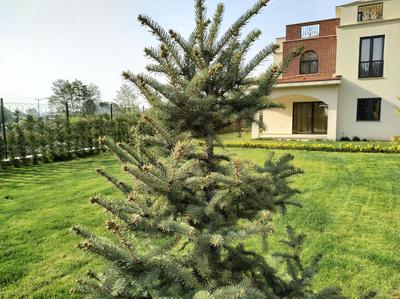 Sapanca Villa Natura Papatya