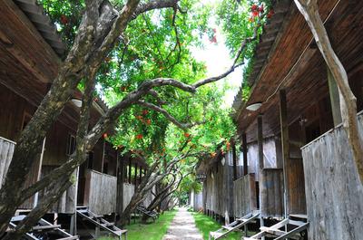 Türkmen Tree Houses