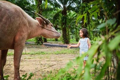 JW Marriott Khao Lak Resort & Spa