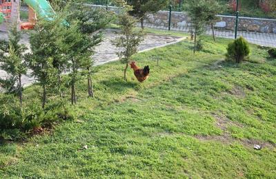 Iznik Candarlı Ciftligi