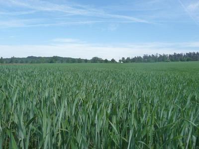 Boddenhof Stedar