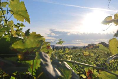 Clos St Eloi