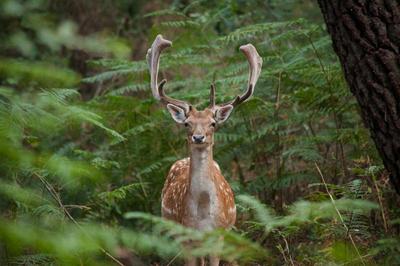 Center Parcs Le Bois aux Daims
