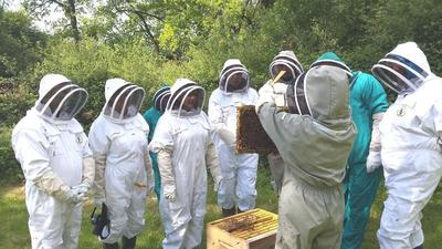 13 Bees