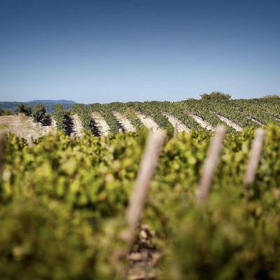 Domaine De Fontenille