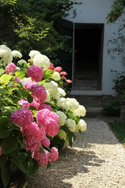 Ombre Rose