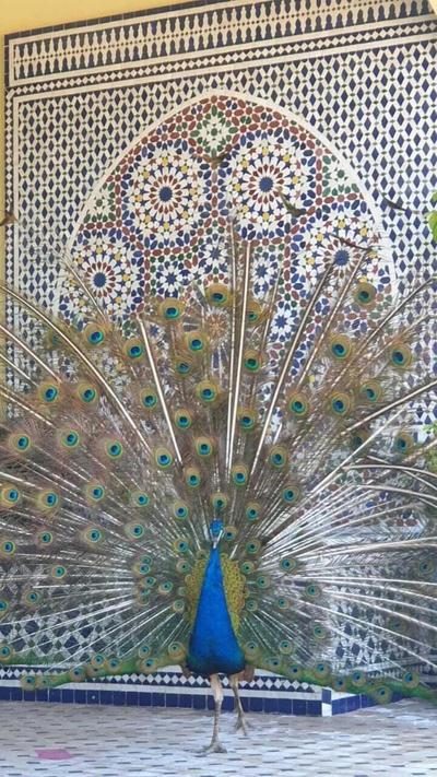 Riad Tanjil