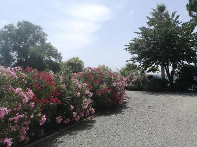 A L Ora E Des Vignes