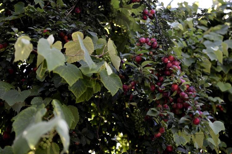 Büyükada Prenses Koyu