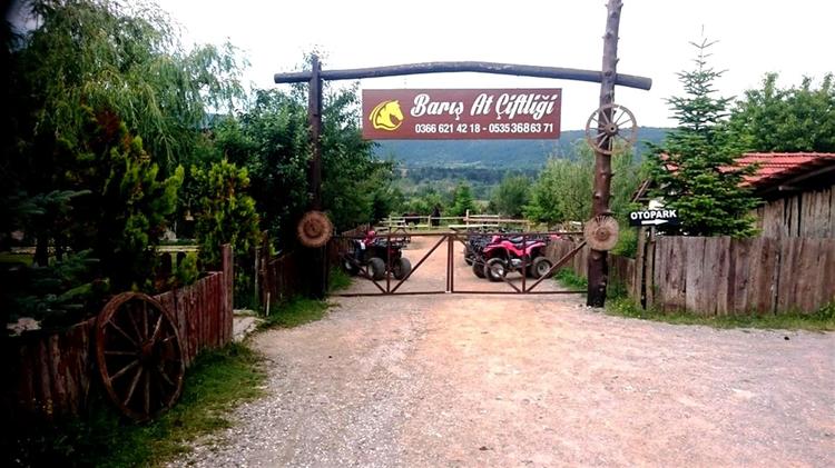 Daday Baris At Çiftligi