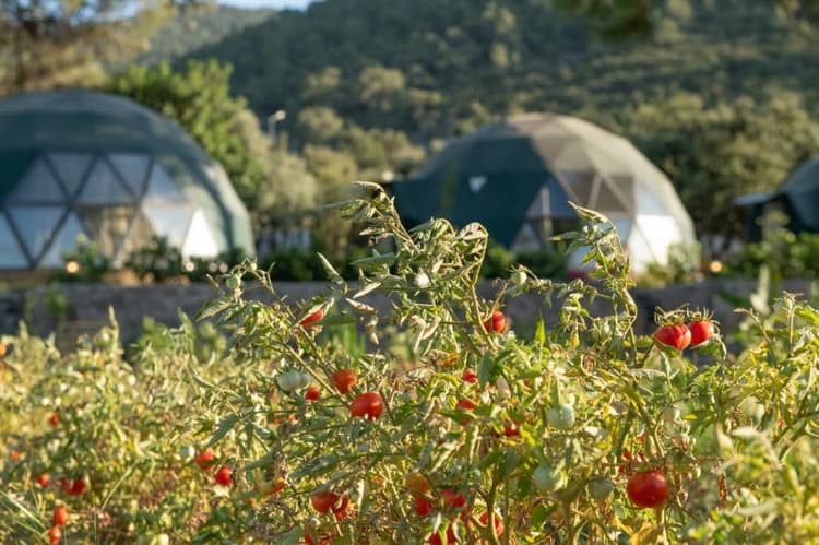 Lusso Glamping