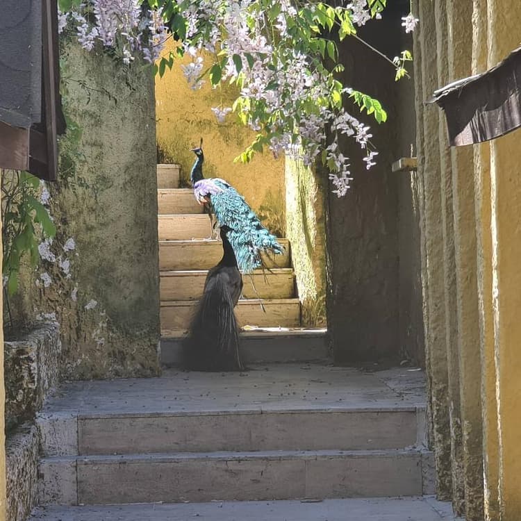 Polonezköy Country Club