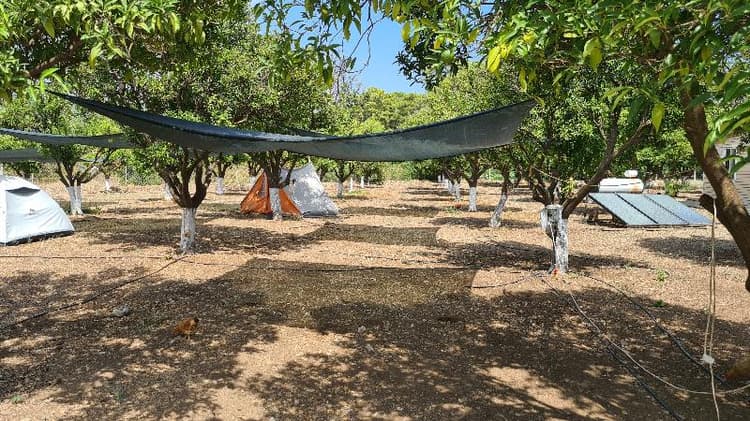 Orange Beach Camp Karavan Club