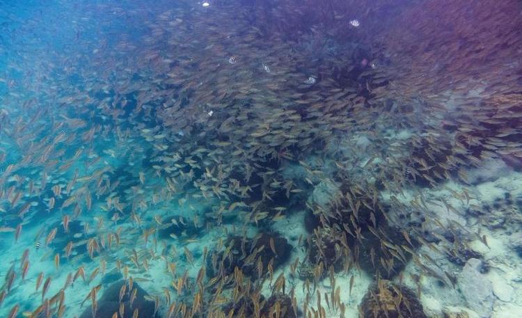 Peter Pan Resort Koh Kood