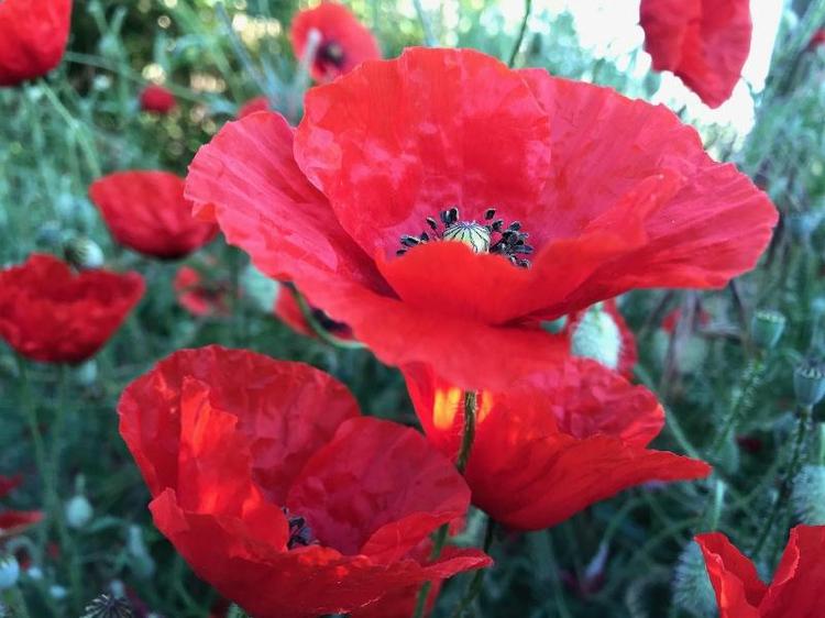 Aux Coquelicots Sauvages, Chambres d'Hotes