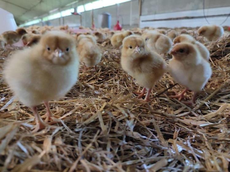 La Ferme Chauvet